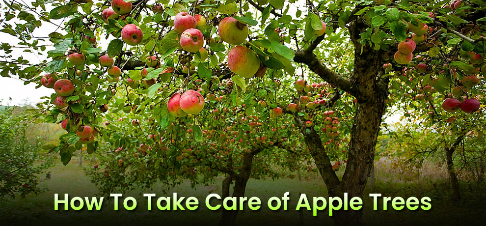 How To Take Care of Apple Trees 