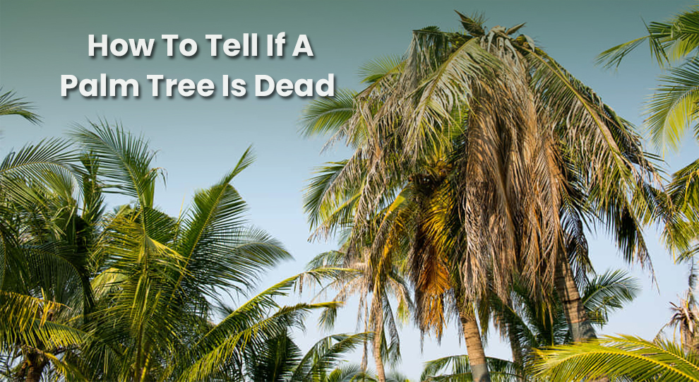 How To Tell If A Palm Tree Is Dead 