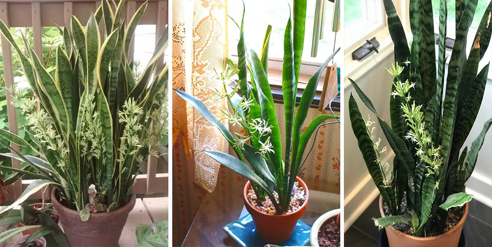 Snake Plant Disadvantages: Do The Cons Outweigh The Pros