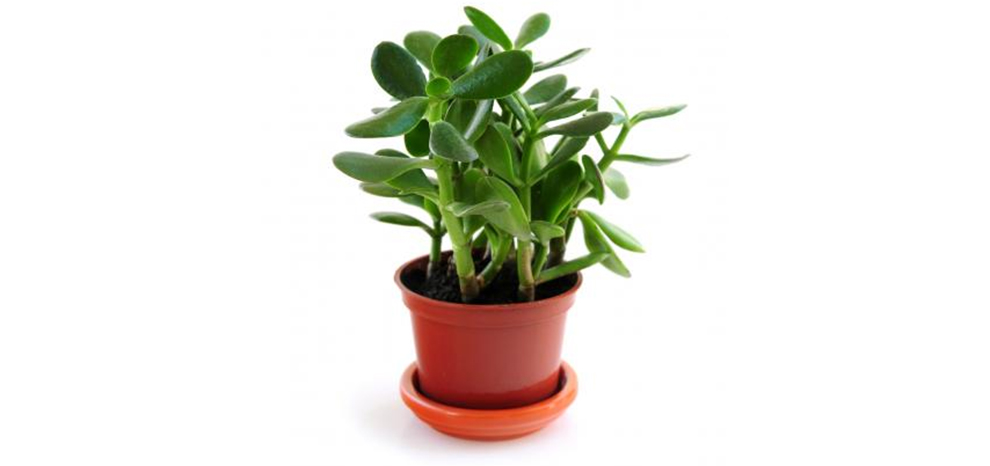 Jade Plant