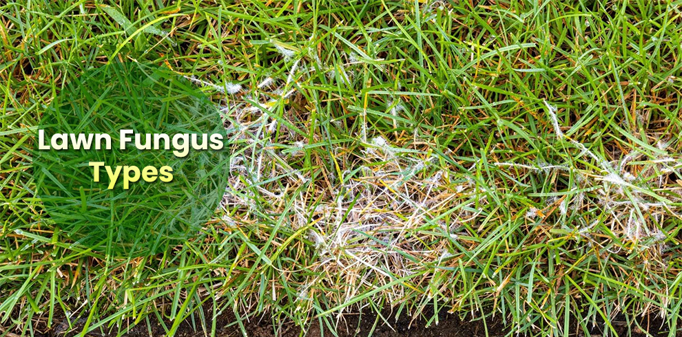 Lawn Fungus Types