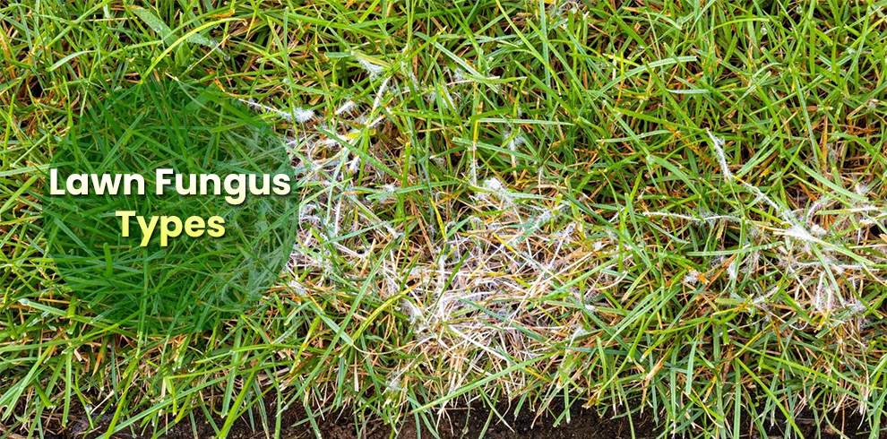 Lawn Fungus Types 