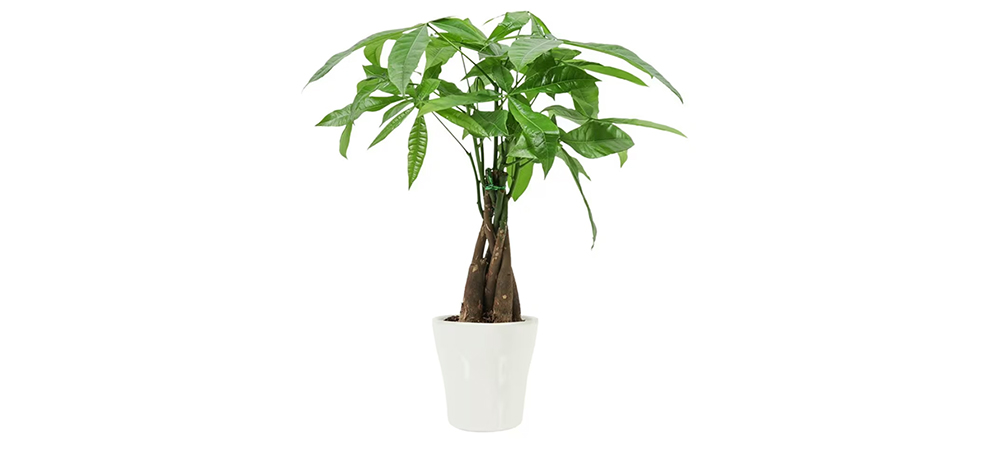Leaves On A Money Tree Mean