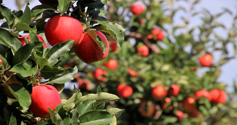 Lifespan Of An Apple Fruit