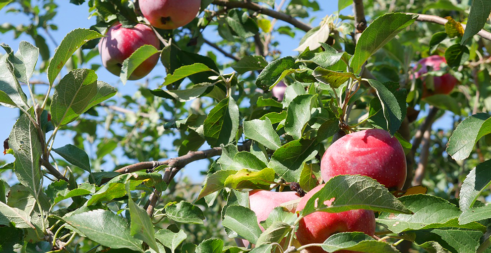 Lifespan of Crabapple Trees