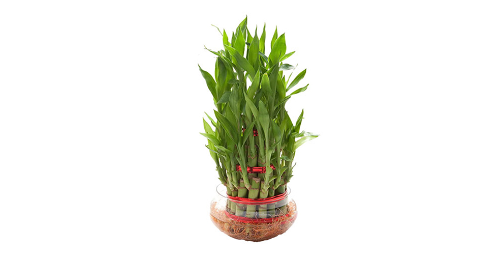 Lucky Bamboo