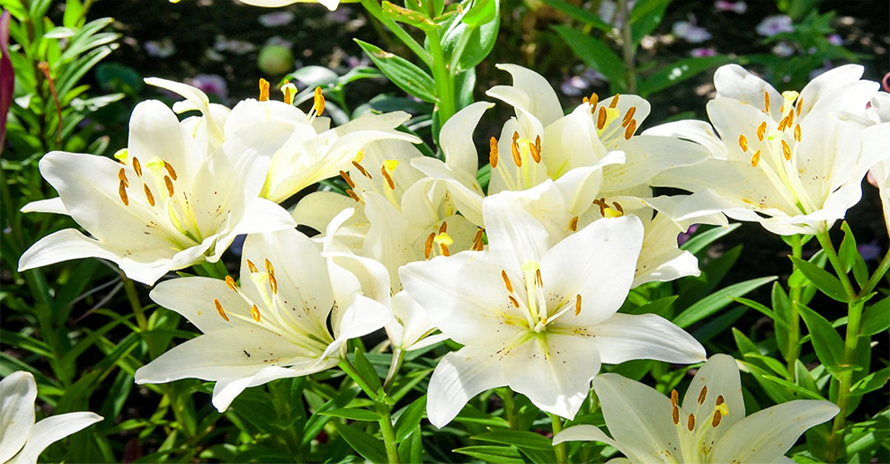 Madonna Lily