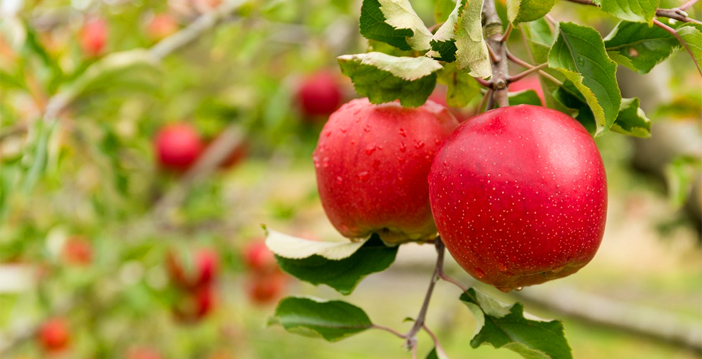 Make My Apple Tree Healthier