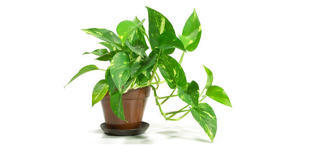 Money Tree