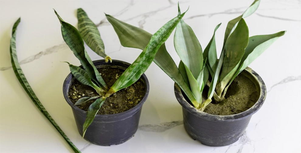 Overwatered Snake Plant Look