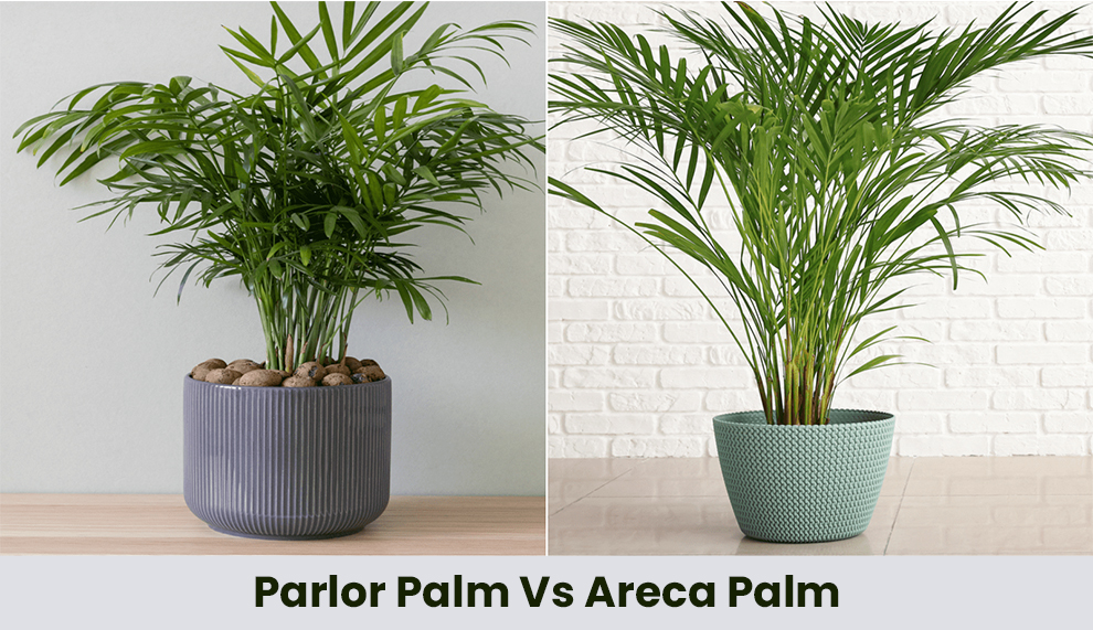 Parlor Palm Vs Areca Palm 