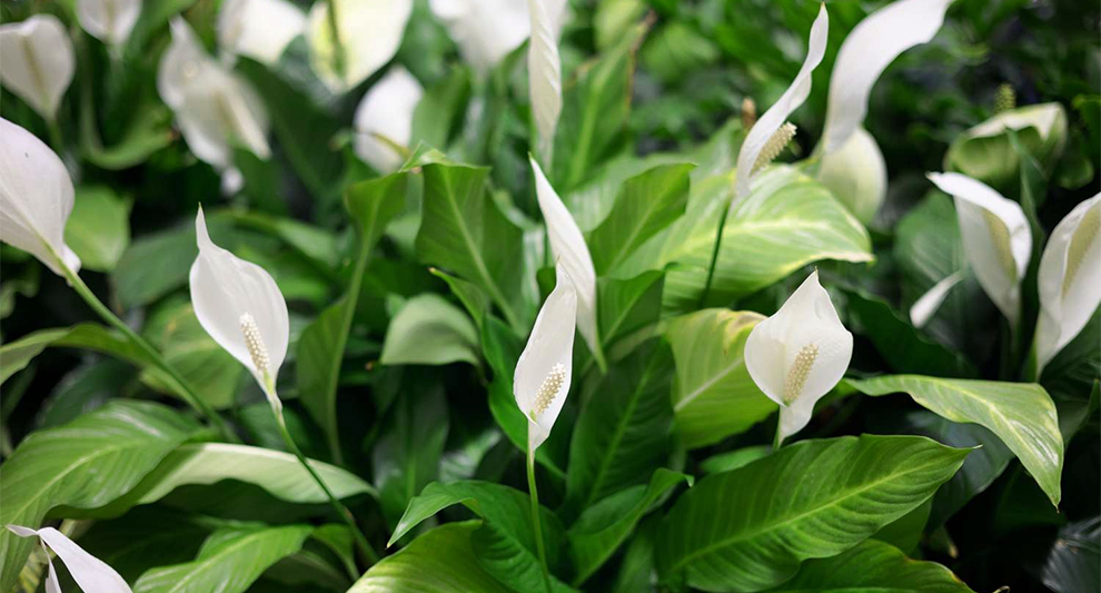 Peace Lily