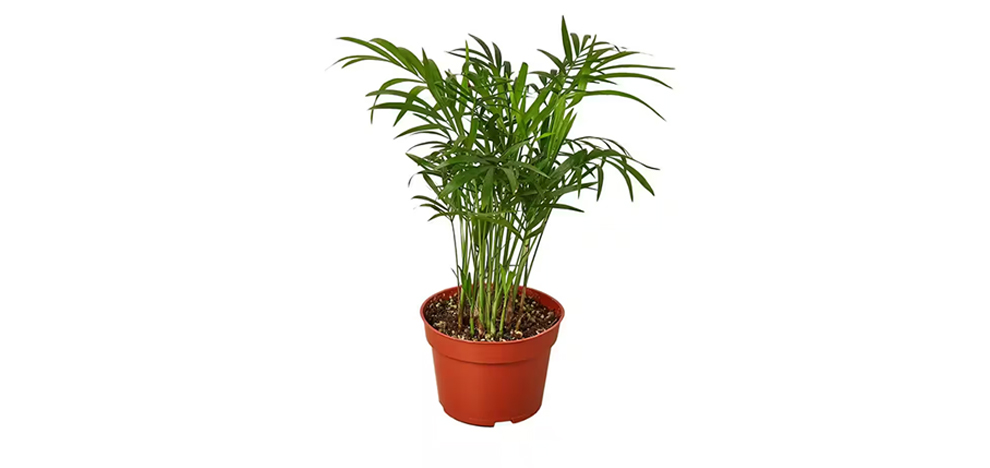 Plant Size