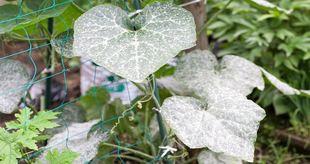 Powdery Mildew