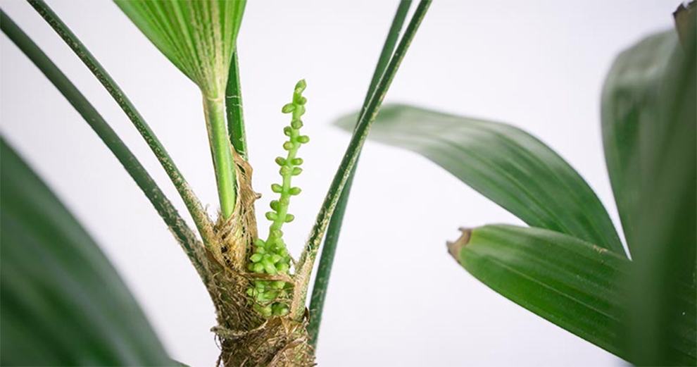Propagate Lady Palm From Seeds