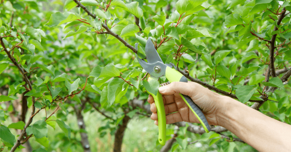 Prune on An Apple Tree