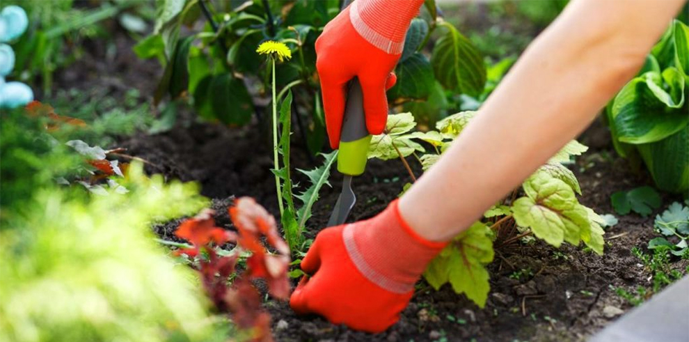 Weeds Grow In Raised Garden Beds