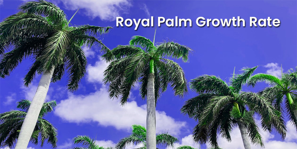 Royal Palm Growth Rate