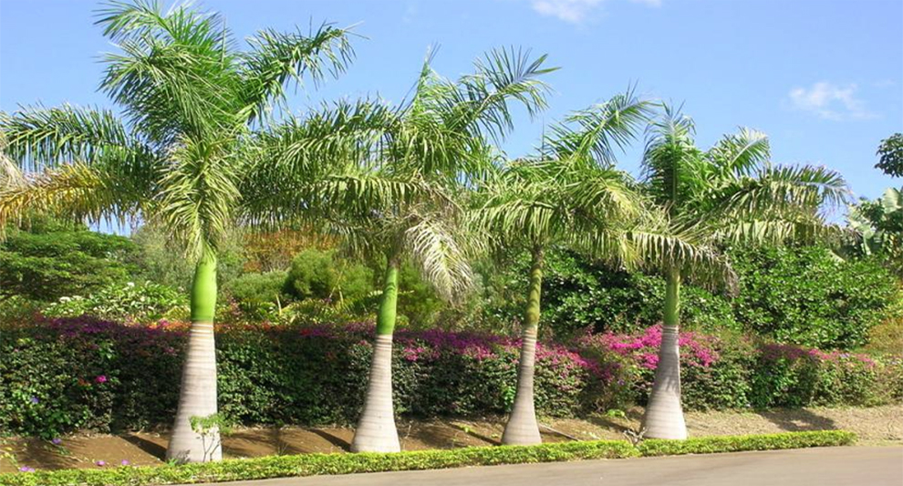 Royal Palm Tree Grow In A Year