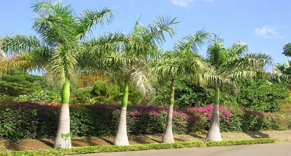 How Fast Do Royal Palms Grow | Growth Rate Per Year - EmbraceGardening