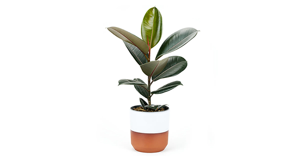 Rubber Plant