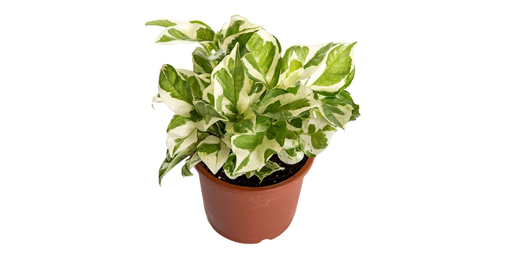 Silver Money Plant