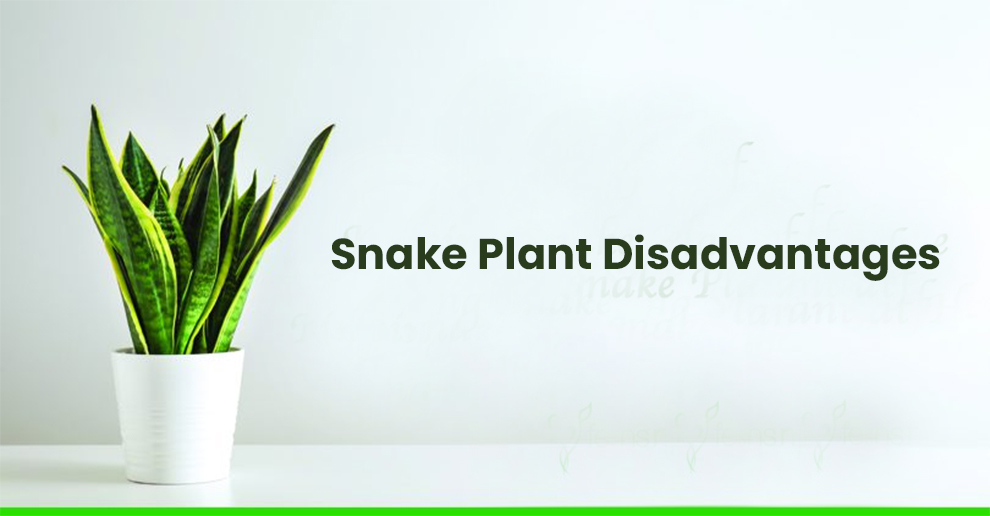Snake Plant Disadvantages
