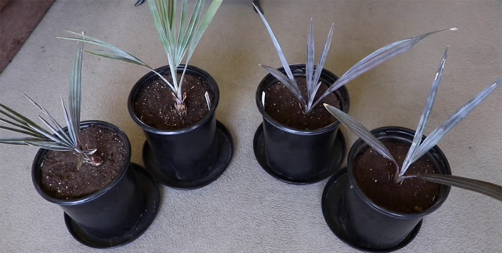 Soak Bismarck Palm Seeds Before Planting