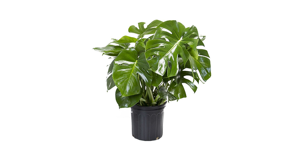 Split Leaf Money Plant