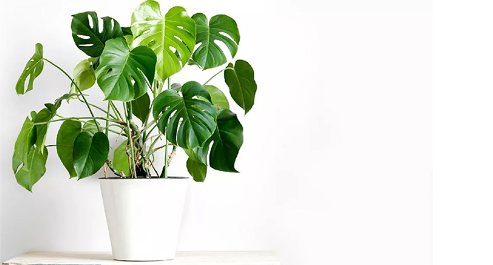 Swiss Cheese Money Plant