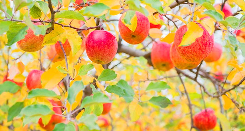 Take Care Of Apple Plant In The Fall