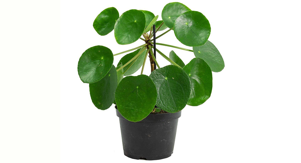 The Chinese Money Plant