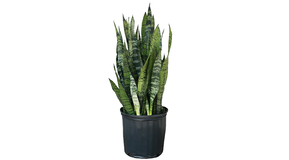 The Snake Plant