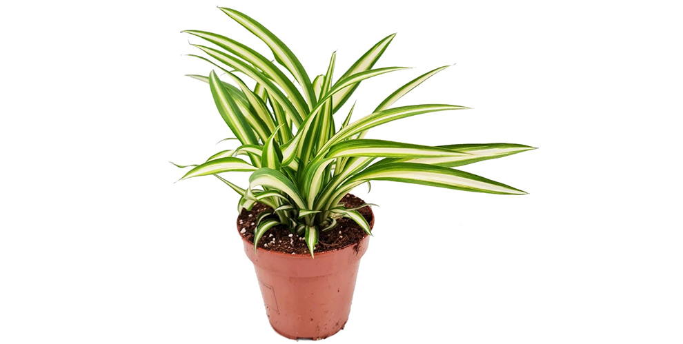 The Spider Plant
