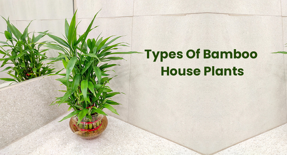 Types of Bamboo House Plants