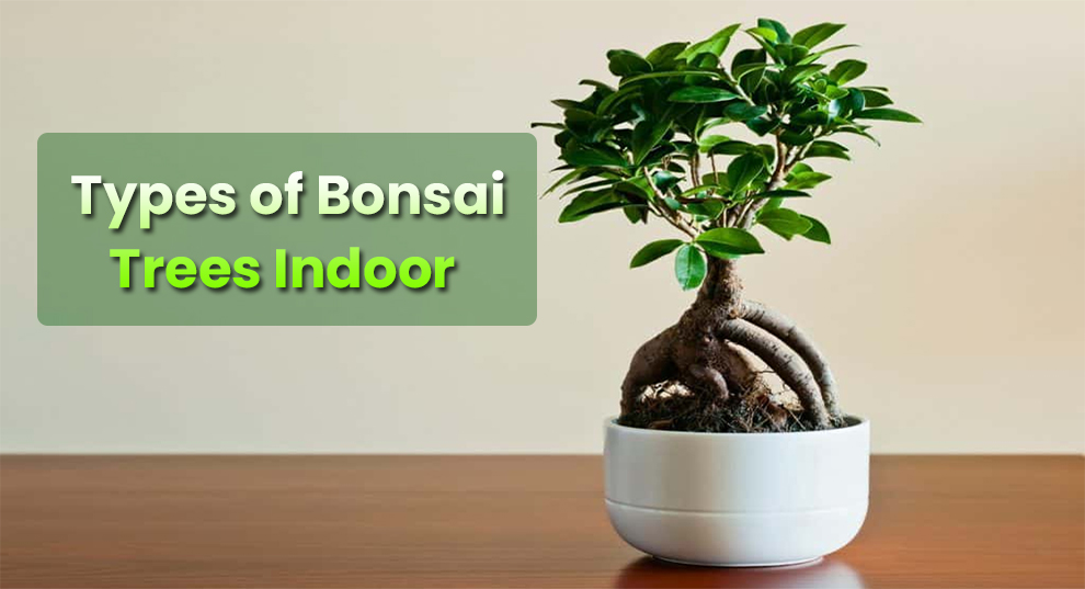  Types of Bonsai Trees Indoor 