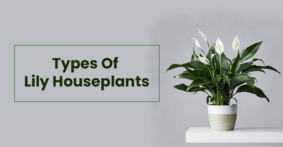 Types Of Lily Houseplants