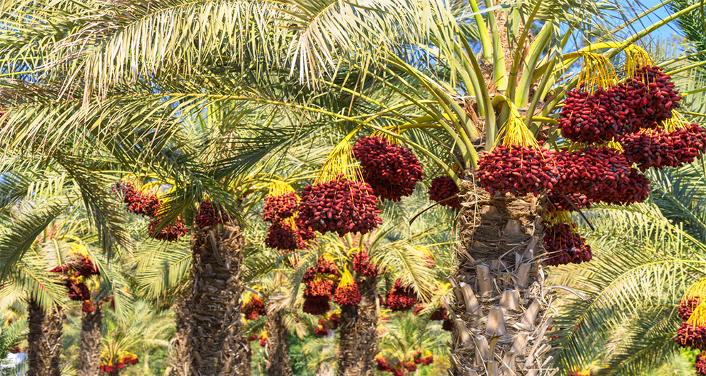 Uses Of Date Palm Tree Vs Other Palm Trees