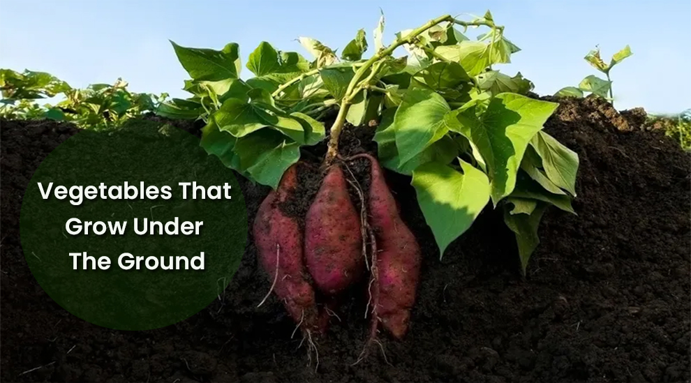 Vegetables That Grow Under The Ground