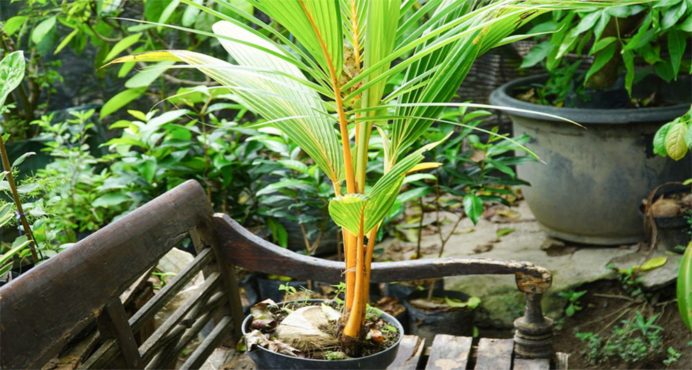 Water The Windmill Palm Seeds At The Time Of Plantation