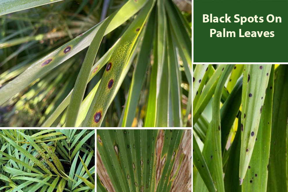 Black Spots On Palm Leaves