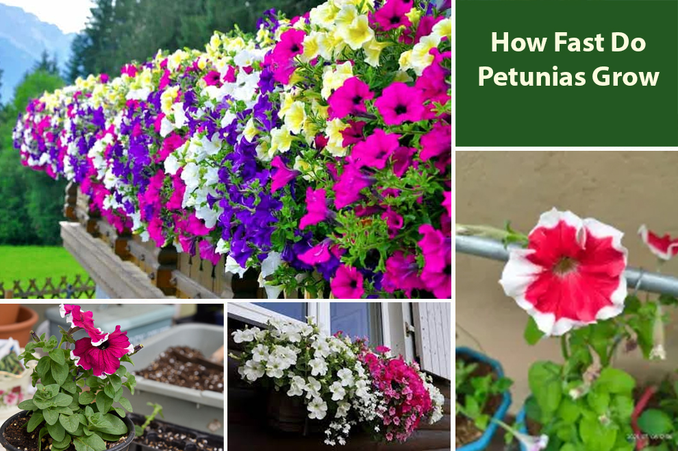 How Fast Do Petunias Grow