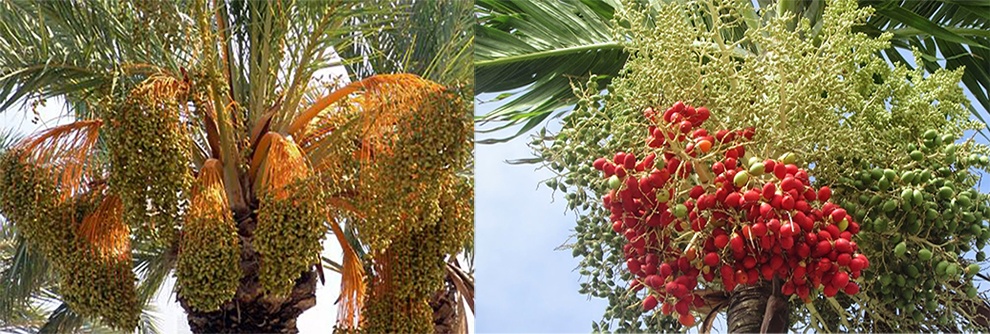 King Vs Queen Palm Fruits
