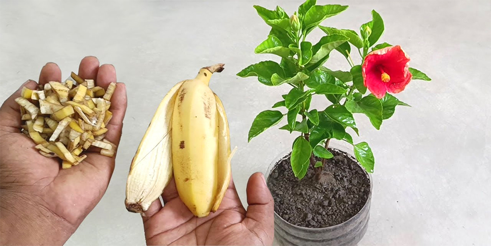 Banana Peels Good For Hibiscus Plants