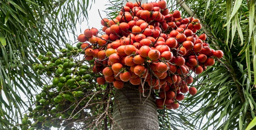 Betel Nut Fruits