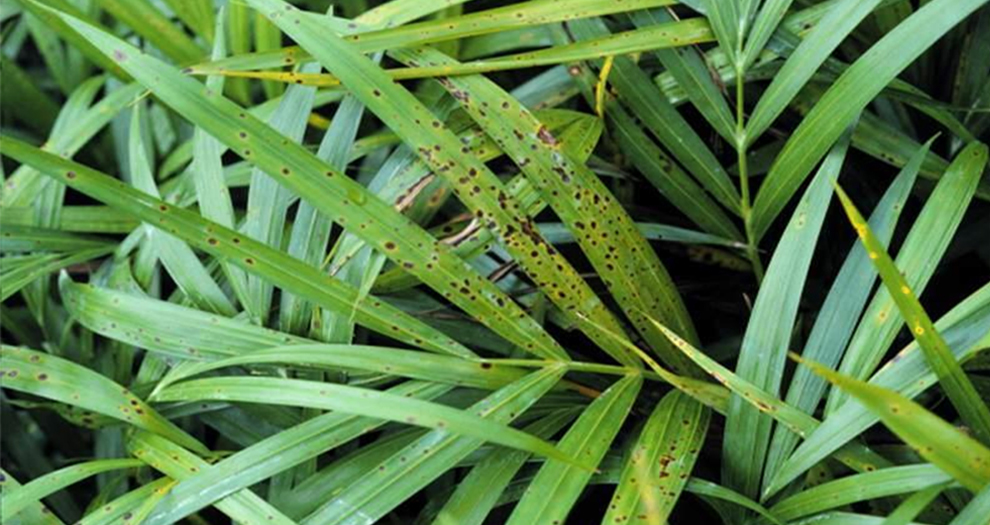 Black Spots on Palm Leaves