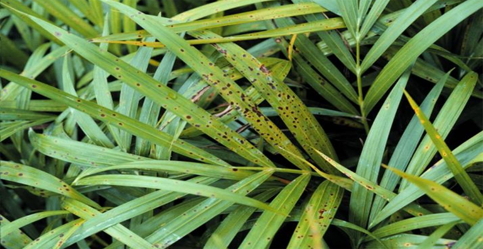 Brown Spots On Indoor Palm Leaves