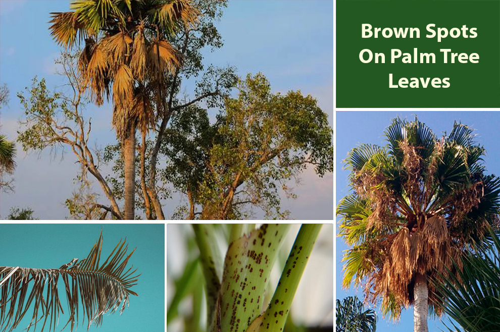 Brown Spots On Palm Tree Leaves