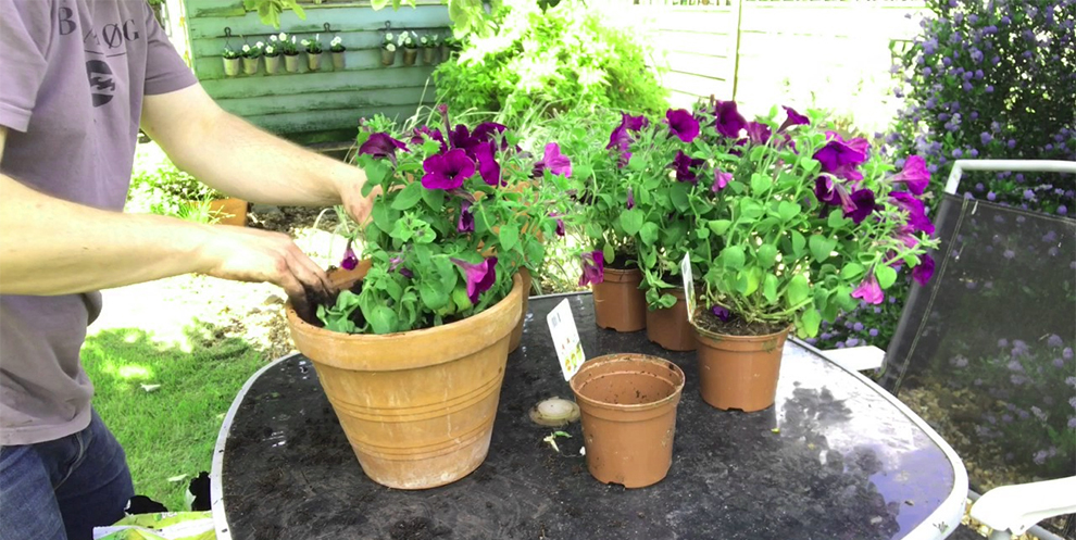 Care For Petunias In Pots