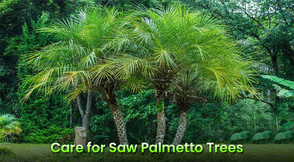 Care for Saw Palmetto Trees